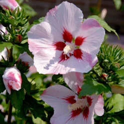 Hibiscus Syriacus 'Hamabo' -Yougarden Online Store 500077 2