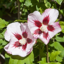 Hibiscus Syriacus 'Hamabo' -Yougarden Online Store 500077 3