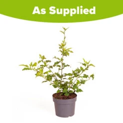 Hibiscus Syriacus 'Hamabo' -Yougarden Online Store 500077 4