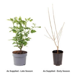 Hibiscus Syriacus 'Marina' -Yougarden Online Store 500078 3