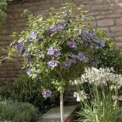 Hibiscus 'Marina Blue' Standard