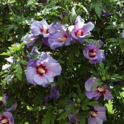 Hibiscus 'Marina Blue' Standard -Yougarden Online Store 500080 2