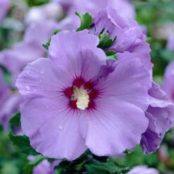 Hibiscus 'Marina Blue' Standard -Yougarden Online Store 500080 3