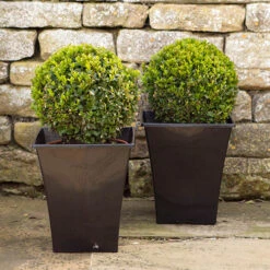 Pair Of Buxus Box Balls -Yougarden Online Store 500084 3