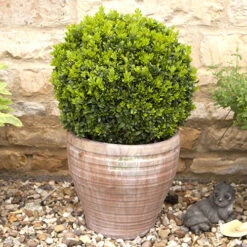 Pair Of Buxus Box Balls -Yougarden Online Store 500084 4