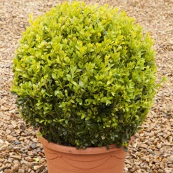 Pair Of Buxus Box Balls -Yougarden Online Store 500084 5