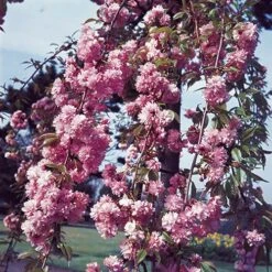 Flowering Cherry Collection 11 Flowering Cherry Collection -Yougarden Online Store 500124 4
