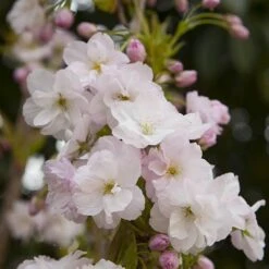 Flowering Cherry Collection 12 Flowering Cherry Collection -Yougarden Online Store 500124 5