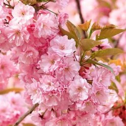 Flowering Cherry Collection 13 Flowering Cherry Collection -Yougarden Online Store 500124 6