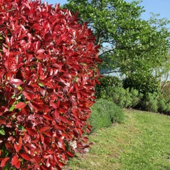 Photinia 'Little Red Robin'