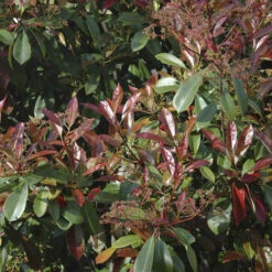 Photinia 'Little Red Robin' -Yougarden Online Store 500134 2