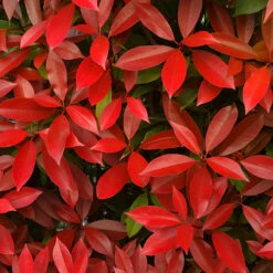 Photinia 'Little Red Robin' -Yougarden Online Store 500134 3