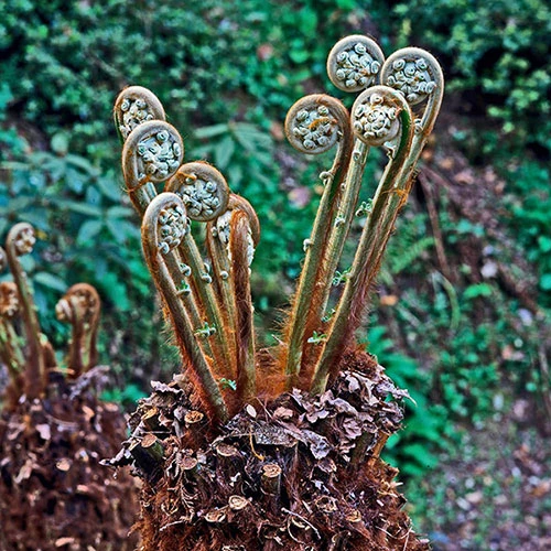 Dicksonia Antartica 9cm 2 Dicksonia Antartica 9cm - Image 2