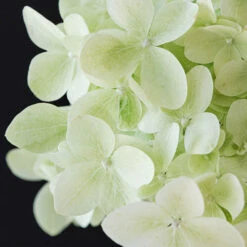 Hydrangea Magical Candle' 40/45cm Br X3 7 Hydrangea Magical Candle' 40/45cm Br X3 -Yougarden Online Store 500247 2