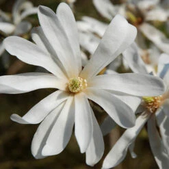 Magnolia Collection 7 Magnolia Collection -Yougarden Online Store 510153 2