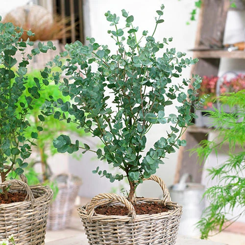 Eucalyptus Gunnii 'Azura' 2 Eucalyptus Gunnii 'Azura' - Image 2