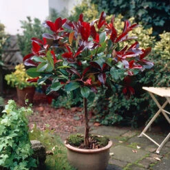 Standard Photinia 'Red Robin' Tree 7 Standard Photinia 'Red Robin' Tree -Yougarden Online Store 510183 2
