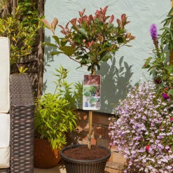Standard Photinia 'Red Robin' Tree 8 Standard Photinia 'Red Robin' Tree -Yougarden Online Store 510183 3