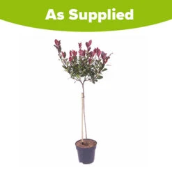 Standard Photinia 'Red Robin' Tree 9 Standard Photinia 'Red Robin' Tree -Yougarden Online Store 510183 4