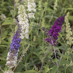Tricolour Buddleia Butterfly Bush -Yougarden Online Store 510198 3