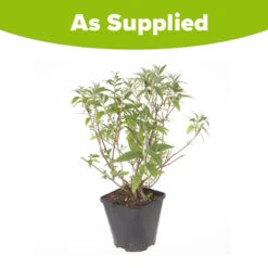 Tricolour Buddleia Butterfly Bush -Yougarden Online Store 510198 5