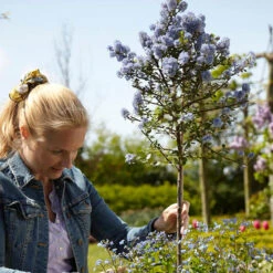 Hardy Ceanothus Standard Californian Lilac Tree -Yougarden Online Store 510199 2