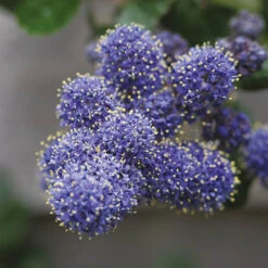 Hardy Ceanothus Standard Californian Lilac Tree -Yougarden Online Store 510199 3
