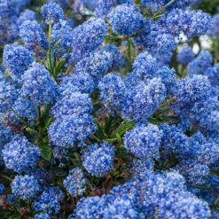 Hardy Ceanothus Standard Californian Lilac Tree -Yougarden Online Store 510199 4