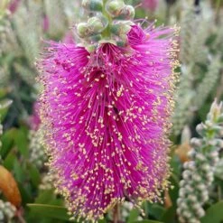 Callistemon Viminalis 'Hot Pink' -Yougarden Online Store 510237 3