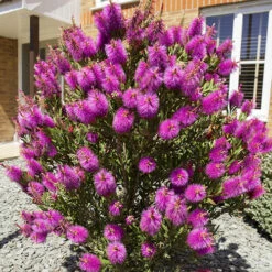 Callistemon Viminalis 'Hot Pink' -Yougarden Online Store 510237 4