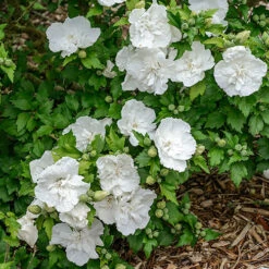 Hibiscus Syriacus 'White Chiffon' -Yougarden Online Store 510273 2