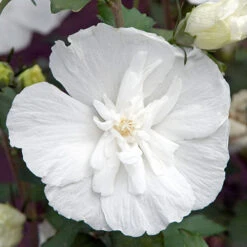 Hibiscus Syriacus 'White Chiffon' -Yougarden Online Store 510273 3