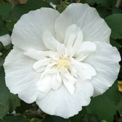 Hibiscus Syriacus 'White Chiffon' -Yougarden Online Store 510273 5