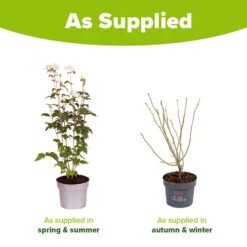 Hibiscus Syriacus 'White Chiffon' -Yougarden Online Store 510273 6