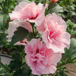 Hibiscus 'Chiffon Pink' -Yougarden Online Store 510274 2