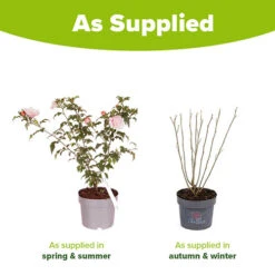 Hibiscus 'Chiffon Pink' -Yougarden Online Store 510274 3