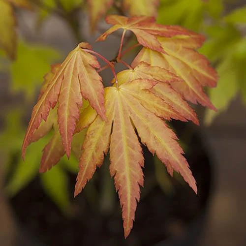 Acer Palmatum 'Orange Dream' 3 Acer Palmatum 'Orange Dream' - Image 3