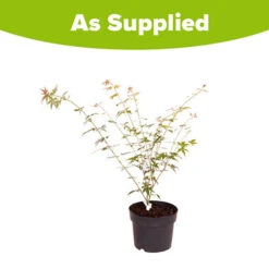 Acer Palmatum 'Orange Dream' 9 Acer Palmatum 'Orange Dream' -Yougarden Online Store 510282 4