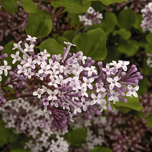 Lilac Syringa Palibin Standard 2 Lilac Syringa Palibin Standard - Image 2