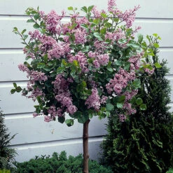 Lilac Syringa Palibin Standard 9 Lilac Syringa Palibin Standard -Yougarden Online Store 510317 2