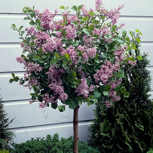 Lilac Syringa Palibin Standard 3 Lilac Syringa Palibin Standard - Image 3