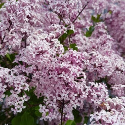 Lilac Syringa Palibin Standard 12 Lilac Syringa Palibin Standard -Yougarden Online Store 510317 5