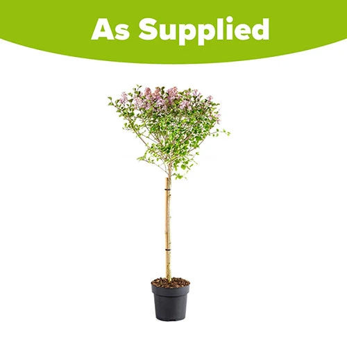 Lilac Syringa Palibin Standard 7 Lilac Syringa Palibin Standard - Image 7