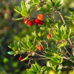 Strawberry Tree - Arbutus Unedo -Yougarden Online Store 510323 2