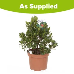 Strawberry Tree - Arbutus Unedo -Yougarden Online Store 510323 3