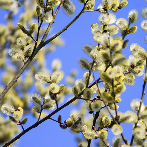 Weeping Willow Salix 'Kilmarnock' Standard Tree 2 Weeping Willow Salix 'Kilmarnock' Standard Tree - Image 2