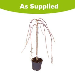 Weeping Willow Salix 'Kilmarnock' Standard Tree 5 Weeping Willow Salix 'Kilmarnock' Standard Tree -Yougarden Online Store 510326 2