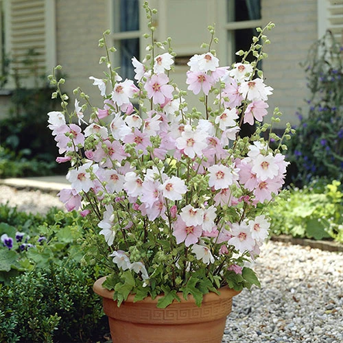 Patio Lavatera Mallow 'Barnsley Baby' 1 Patio Lavatera Mallow 'Barnsley Baby'