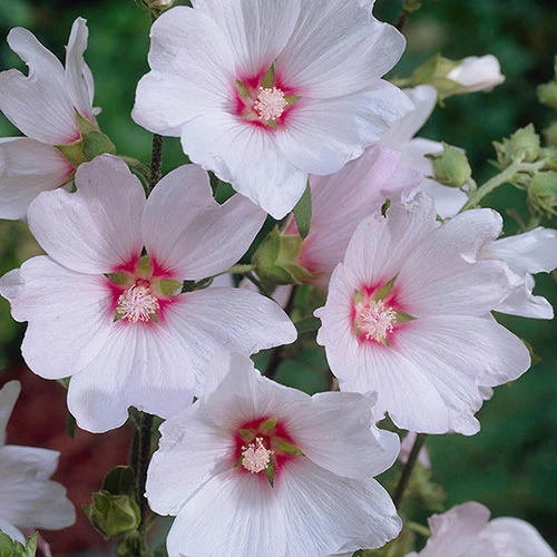 Patio Lavatera Mallow 'Barnsley Baby' 2 Patio Lavatera Mallow 'Barnsley Baby' - Image 2