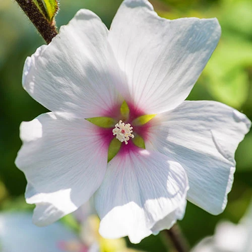 Patio Lavatera Mallow 'Barnsley Baby' 3 Patio Lavatera Mallow 'Barnsley Baby' - Image 3